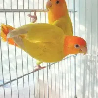 طوطی برزیلی