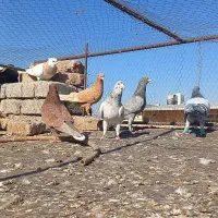 چند تا رنگه المانی|پرنده|تربت‌حیدریه, آسایش|دیوار