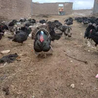 بوقلمون طبیعی|حیوانات مزرعه|اهر, |دیوار