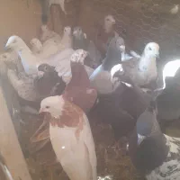 کفترپرشی ۲۴عددوجفتگاه.سارونقره ای|پرنده|باشتین, |دیوار