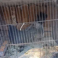 پر سر قدیم|پرنده|شهرکرد, |دیوار