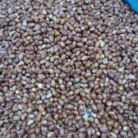 سنجد تازه