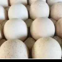 تخم نطفه دار بوقلمون