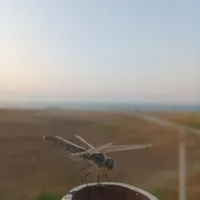 گواهینامه گم کردم