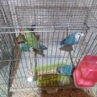 عروس هلندی .قناری .طوطی برزیلی|پرنده|کنگاور, |دیوار