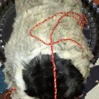 فروش یک عدد خیگ تازه