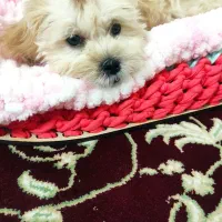 سگ نژادمالتیپوعروسکی|سگ|سبزوار, پاسداران|دیوار