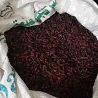 زرشک کوهی امسال