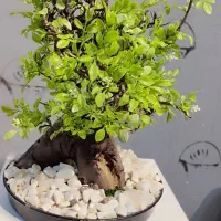 درختچه بنسای مصنوعی