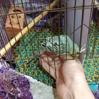 مرغ عشق سخنگو|پرنده|گرگان, |دیوار