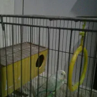 یک جفت مرغ عشق نروماده