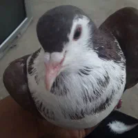کبوتر ساده افشان نر