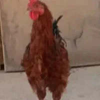 خروس خانگی|حیوانات مزرعه|میبد, |دیوار