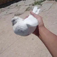 کفتر گمشده