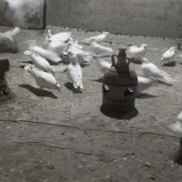 سفید کاکلی تیپ|پرنده|کهک, |دیوار