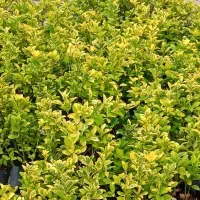 شمشاد طلایی