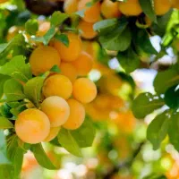 نهال مثمر و تضمینی|خدمات باغبانی و درختکاری|بناب, |دیوار