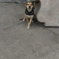 سلام سگ معاوضه باکبوتر