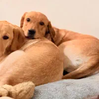 لابرادور اصیل