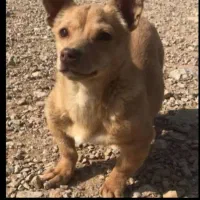 گمشده|حیوانات|نیشابور, دارایی|دیوار