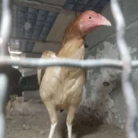 مرغ خروس|حیوانات مزرعه|سراوان, |دیوار