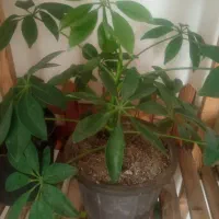 گل های زیبا