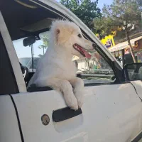 پامر شیتزو ۸ ماهه