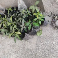 نهال