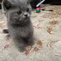 بچه گربه های بریتیش بلو شورت هیر نر و ماده