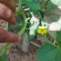 باغچه-در-کنار-بافت-روستایی-خلج-آباد