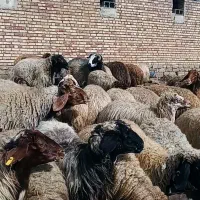 گوسفند گم شده|حیوانات مزرعه|سیلوانه, |دیوار