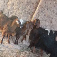 گوسفند فروشی|حیوانات مزرعه|خوسف, |دیوار