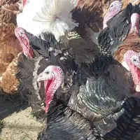 بوقلمو|حیوانات مزرعه|همدان, |دیوار