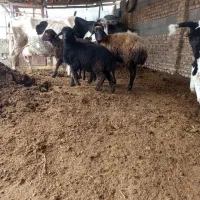 سنگدوین بدراق نوری میوه فروشی چهار فصل درخدمتیم