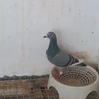 پلاکی|پرنده|چغادک, |دیوار