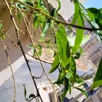 گل محبوبه