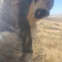 پژدر نر|سگ|کامیاران, |دیوار