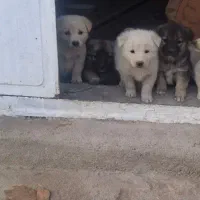 پاکوتاه های نژاد اروپایی سه ماهه گلدن|سگ|مراغه, |دیوار