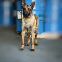 نر ۲ ساله مالینویز اماده جفتگیری|سگ|بروجرد, |دیوار