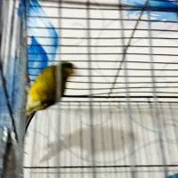 نر قناری|پرنده|داراب, |دیوار