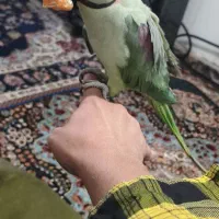 شاه طوطی سخن گو.|پرنده|رشت, پسیخان|دیوار