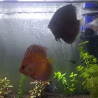 فروش فوری دیسکس