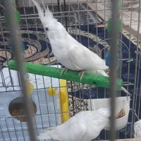 پرنده عروس پاریس