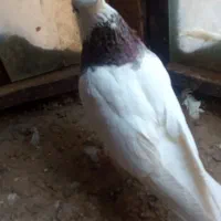 کبوتر|پرنده|مانه, |دیوار