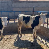 گوساله نر سیمینتال اصیل