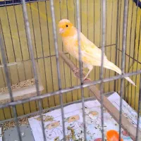 قناری سرامیک