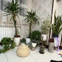 گل وگیاه|گل و گیاه طبیعی|شیراز, فضل‌آباد|دیوار