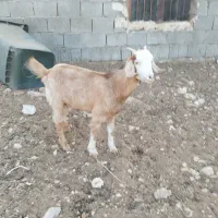 یک عدد تیشتر عدانی|حیوانات مزرعه|خورموج, |دیوار