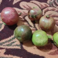 انار شیرین و ملس