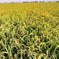 شلتوک عنبر بو